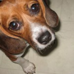Beagle Rescued from Teaching Lab