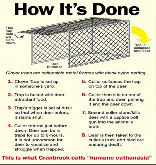 Clover trap: how deer are killed in urban environments