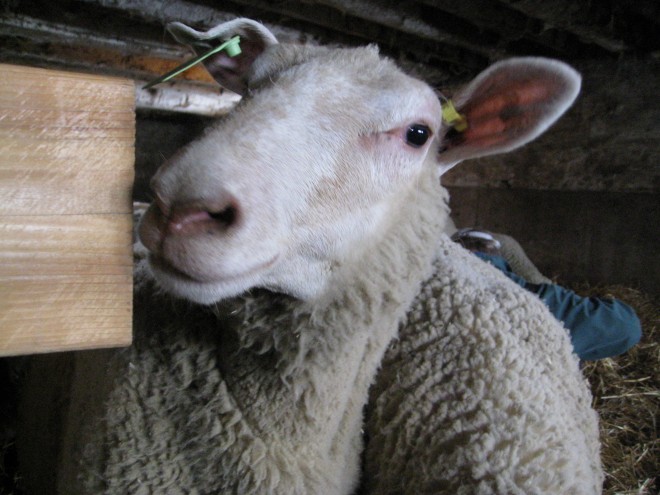 First 30 sheep 011