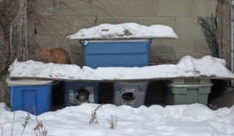 TorontoStreetCats-Shelters in Action