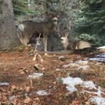 Mule Deer in Cominco Gardens, Kimberley BC