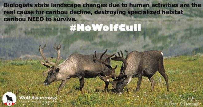 caribou_wolf_awareness_dettling