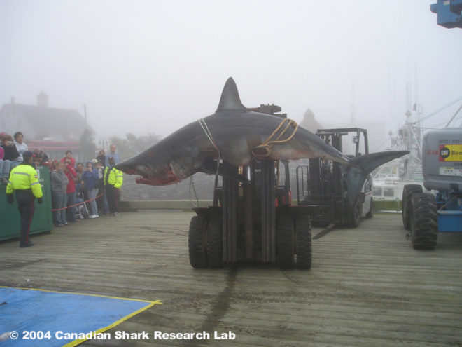 atlantic canada shark killing contest