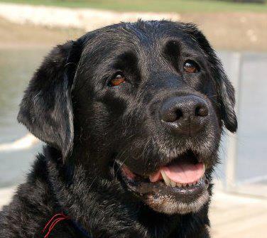 Tristan - black lab, Saving Dinah