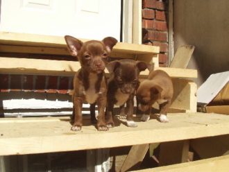 Thea - chihuahua