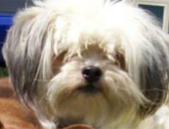 Brody shihtzu x maltese Saving Dinah