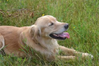 Samson Golden retriever Saving Dinah