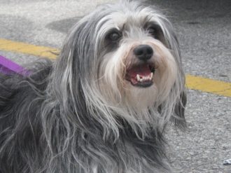 Kaidee - schnauzer x shuhtzu on set, Saving Dinah