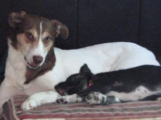 Sally and Wyn Saving Dinah