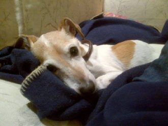 Wilkie jack russell Saving Dinah