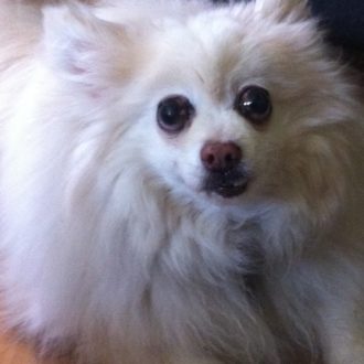 Pompom - pomeranian, Saving Dinah