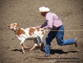 We Animals-Calf roping