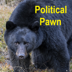 ontario-bear-pawn