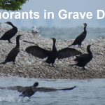 lake-erie-corms-VVL