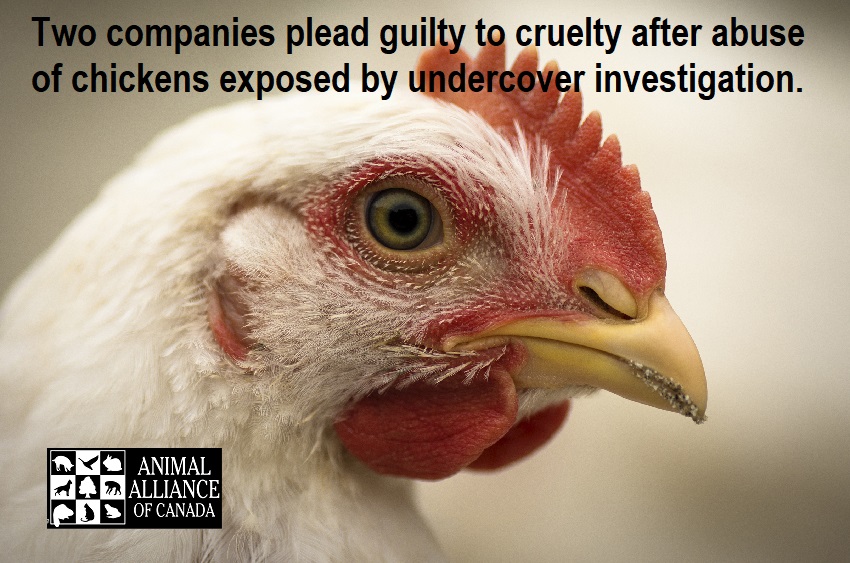 Animal agriculture companies plead guilty to animal cruelty - Animal  Alliance of Canada