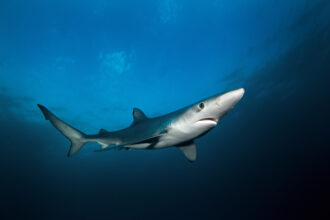 adobe_blueshark
