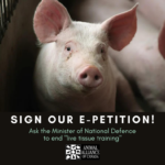 pig_DND_epetition