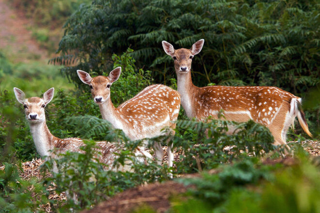 Sidney Island Deer