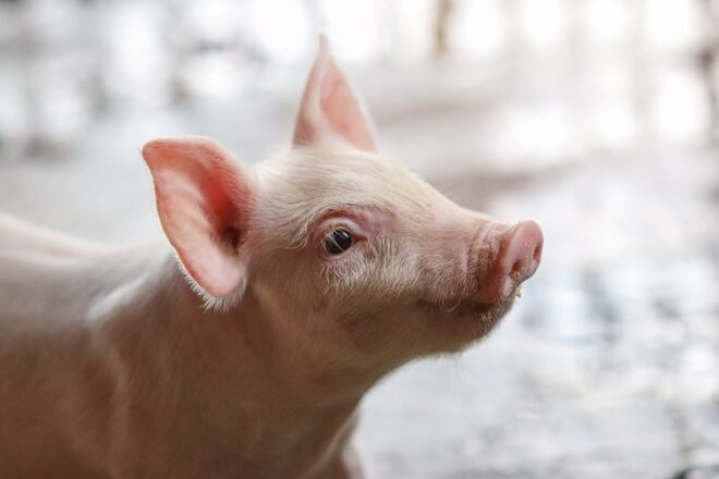 Canada's live tissue training uses piglets like this one.