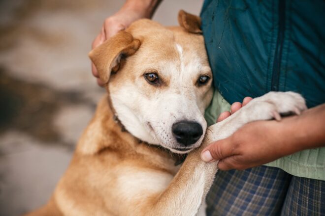 dog snuggling with human. project jessie saves dogs and cats.