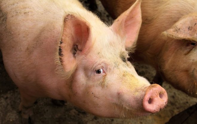 pig on farm federal ag-gag bill
