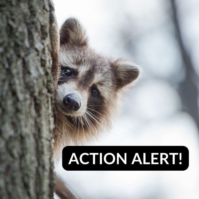ACTION ALERT FOR MALLY'S THIRD CHANCE RACCOON RESCUE