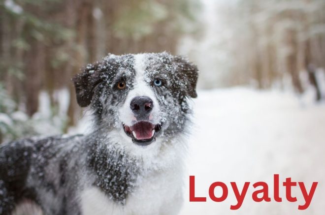 holiday message for 2023 - dog in snow
