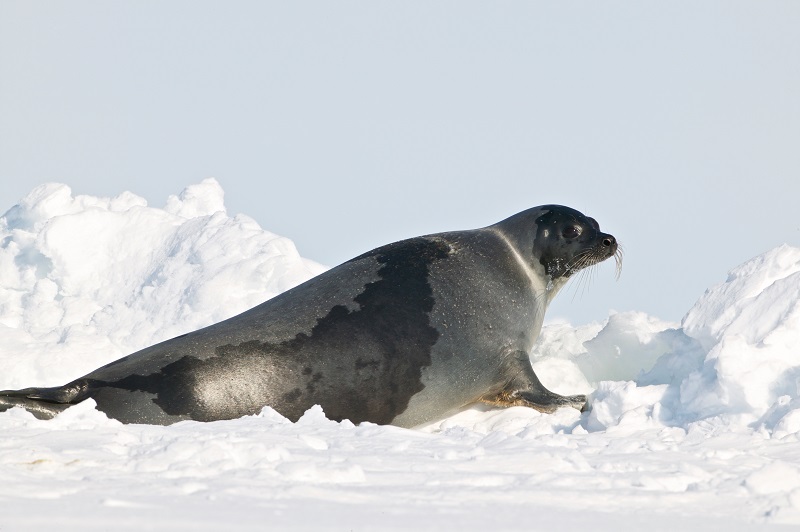 seal