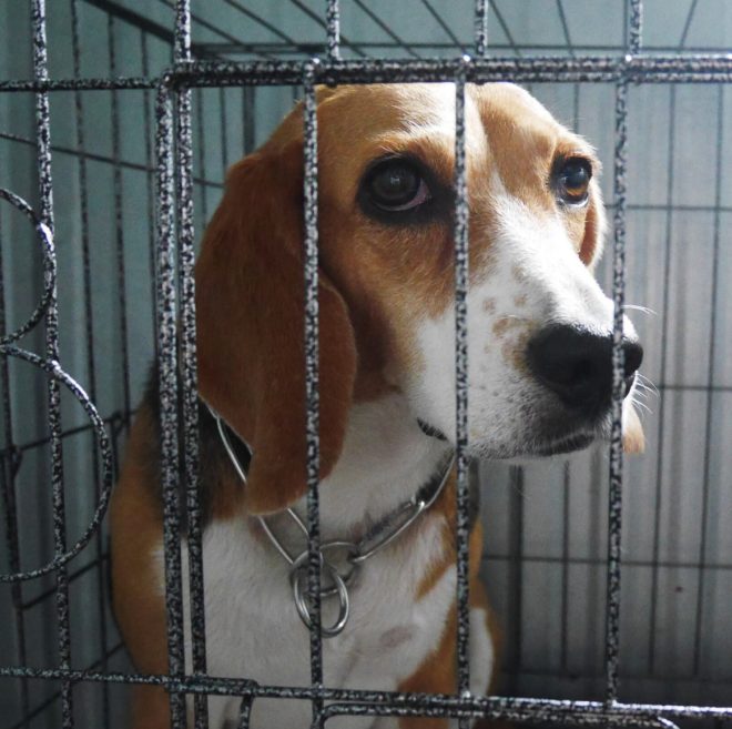 Animals in Labs