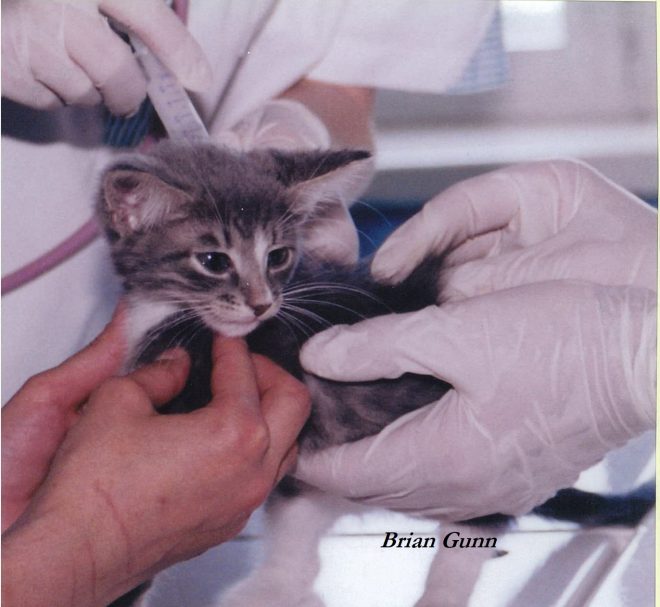 Animals in Labs