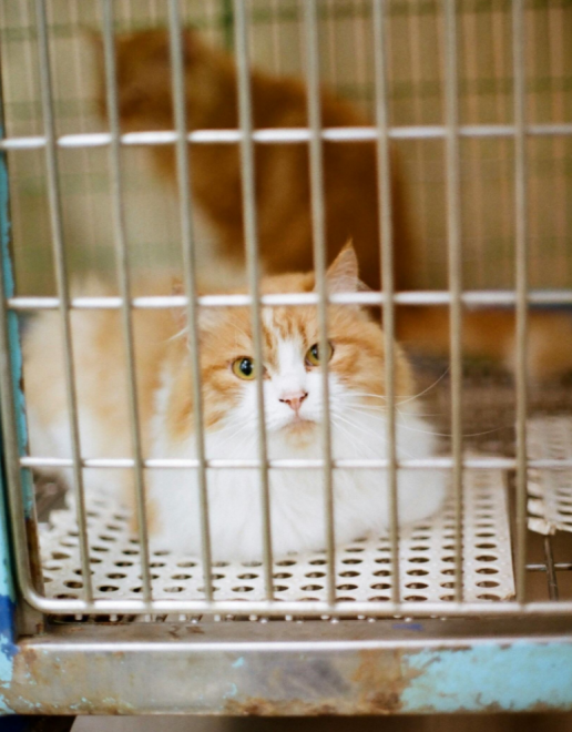 Animals in Labs