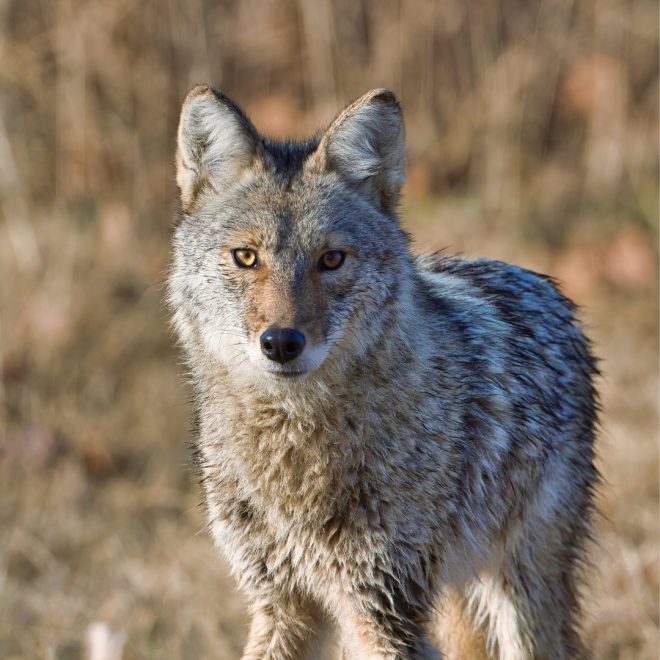 Alberta stops use of Compound 1080 on Wolves