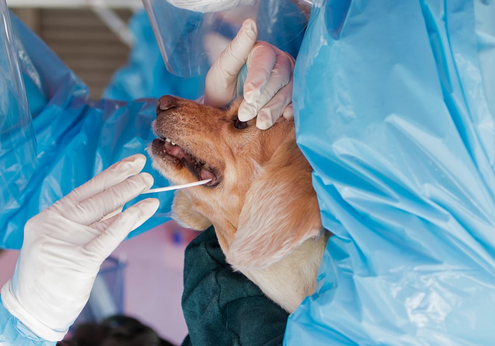 dog being tested